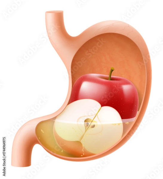 Fototapeta Human Stomach with red apple. The stomach digests apple. A stomach filled with healthy and wholesome food. Proper nutrition. Realistic 3d Vector illustration. Food digestion process illustration