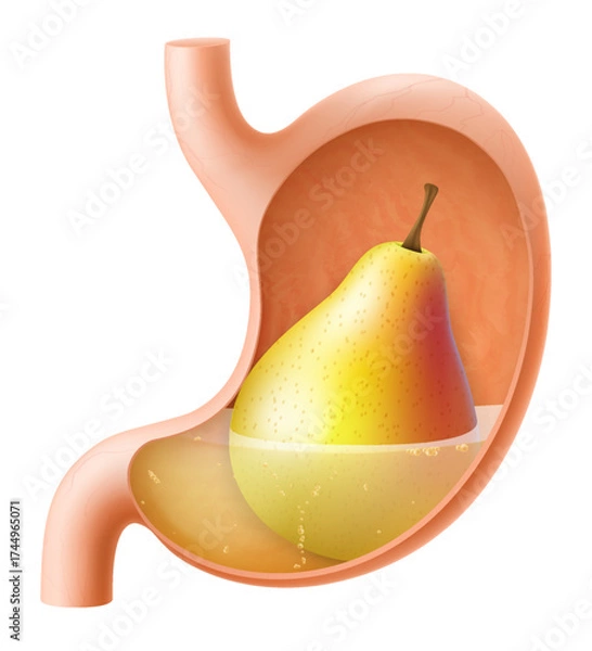 Fototapeta Human Stomach with pear. The stomach digests pear. A stomach filled with healthy and wholesome food. Proper nutrition. Realistic 3d Vector illustration. Food digestion process illustration