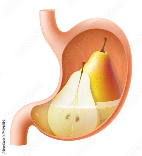 Fototapeta Human Stomach with pear. The stomach digests pear. A stomach filled with healthy and wholesome food. Proper nutrition. Realistic 3d Vector illustration. Food digestion process illustration