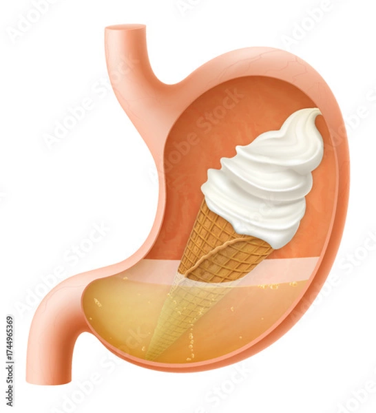 Fototapeta Human Stomach with vanilla ice cream in a waffle cone. The stomach digests ice cream. A stomach filled with sweet food. Proper nutrition. Realistic 3d Vector illustration. Food digestion process.
