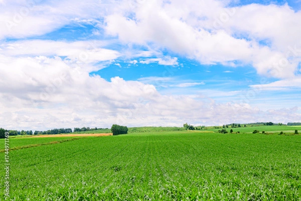Obraz 北海道 十勝の広大な農場
