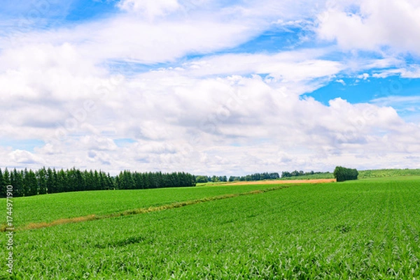 Obraz 北海道 十勝の広大な農場
