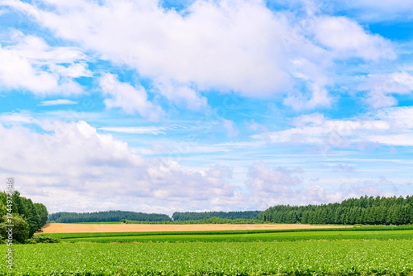 Obraz 北海道 十勝の広大な農場
