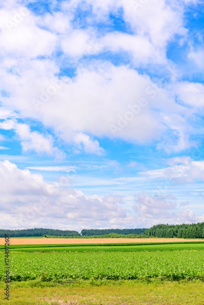 Obraz 北海道 十勝の広大な農場
