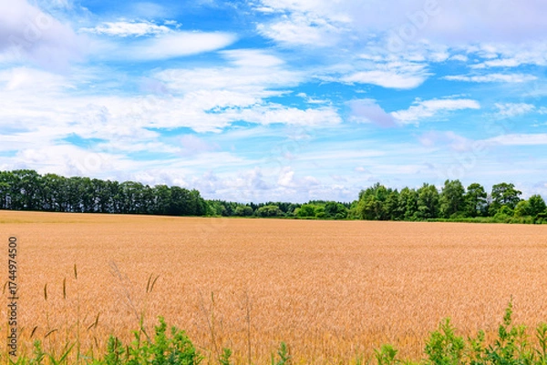 Obraz 北海道 十勝の広大な農場
