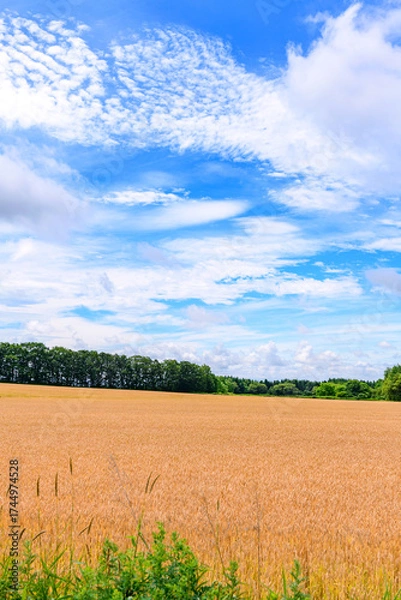 Obraz 北海道 十勝の広大な農場
