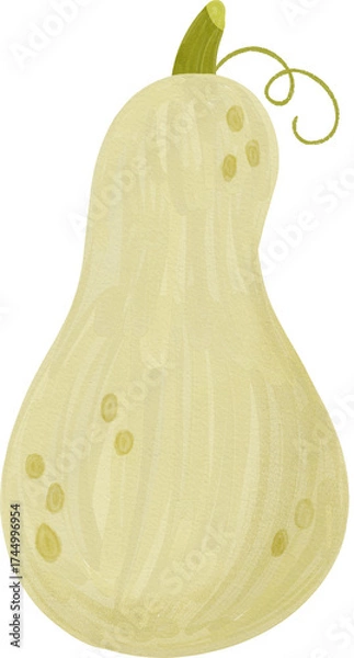 Obraz Butternut squash pumpkin