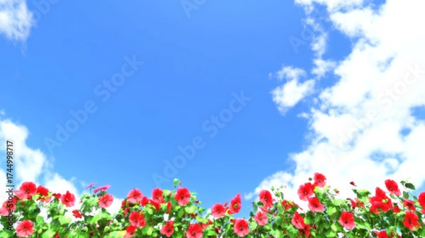 Obraz Vibrant red flowers bloom against a clear blue sky. A beautiful natural backdrop for your spring designs.