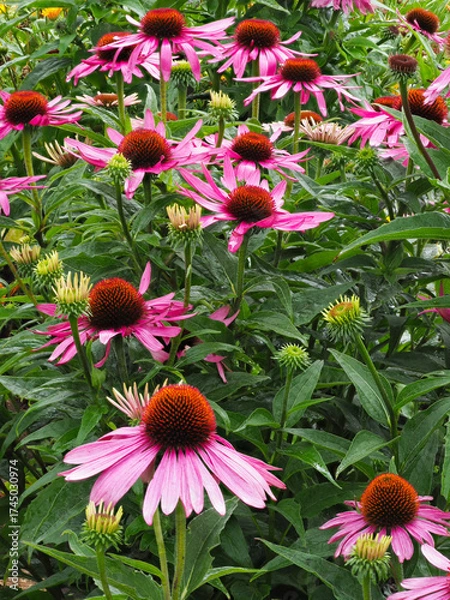 Obraz Roter Sonnenhut blüht im Garten	
