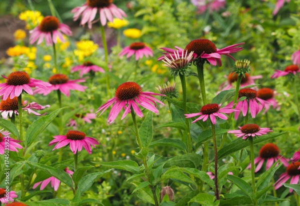 Obraz Roter Sonnenhut blüht im Garten	
