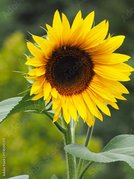 Obraz Sonnenblume im Garten