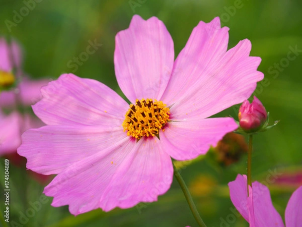 Fototapeta コスモスのアップ