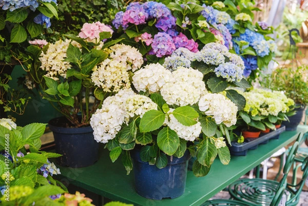 Fototapeta Hydrangea macrophylla potted flowers in multiple colors for garden center and outdoor decoration concept