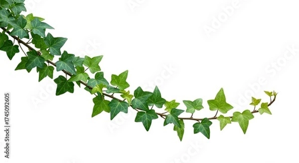 Fototapeta A creeping ivy vine with vibrant green leaves on a delicate stem