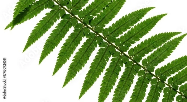 Fototapeta A diagonal fern frond with green leaves against a white background