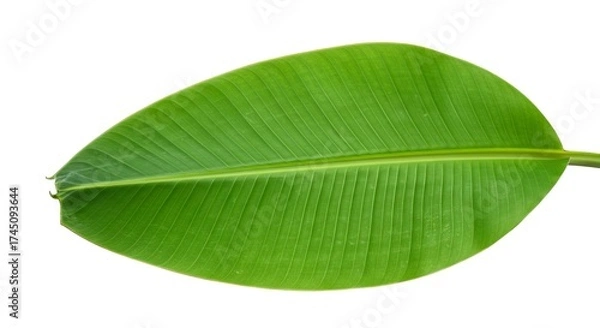 Fototapeta A large green banana leaf with prominent veins set against a stark white background