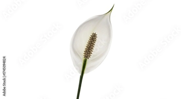 Fototapeta A peace lily flower with a white petal and spadix with a green stem