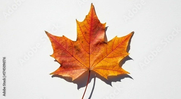 Fototapeta A single maple leaf showing vibrant reds oranges and yellows lies on a plain white surface casting a distinct shadow