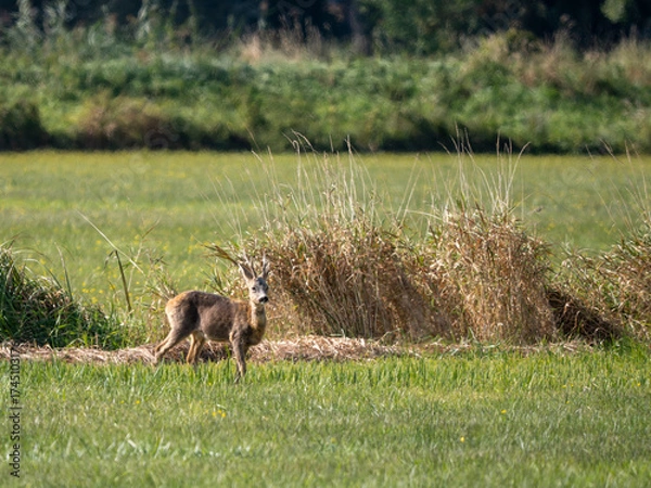 Fototapeta Reh