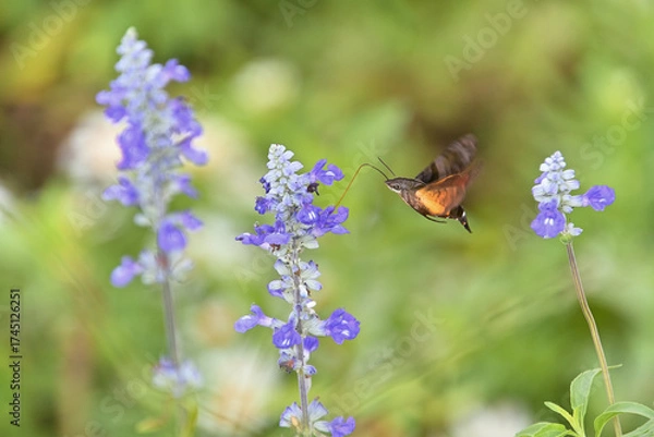 Fototapeta ホバリングしながら、ブルーサルビアの花から蜜を吸っているホシホウジャク