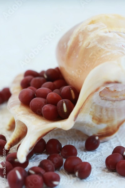Obraz red bean in the shell
