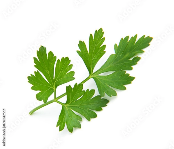 Fototapeta Fresh parsley leaves on white background