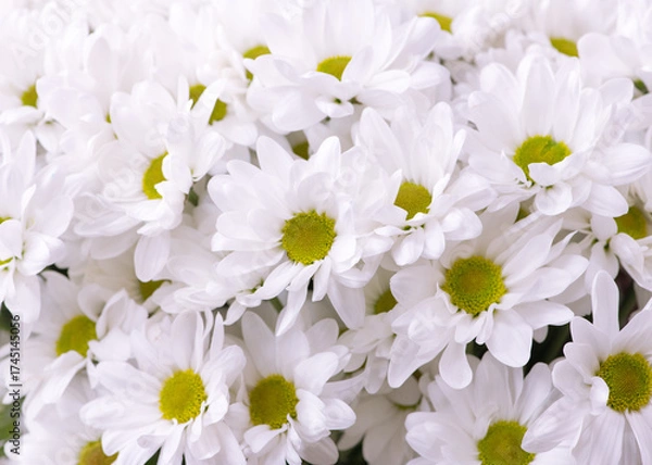 Fototapeta White chrysanthemums background, top view.