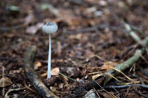 Obraz Single White Mushroom 