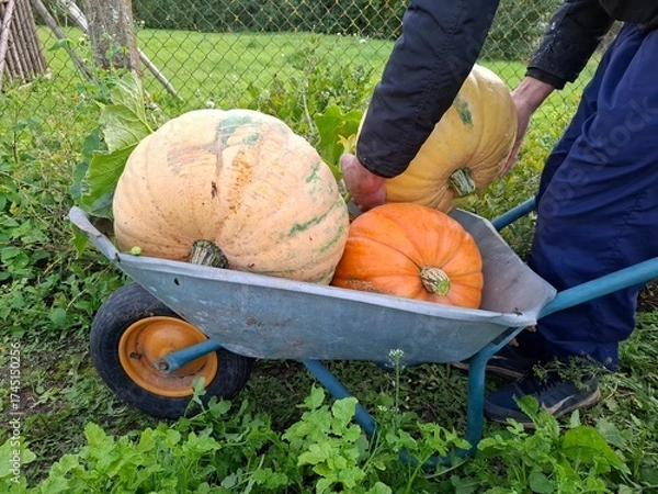 Fototapeta man and pumpkins