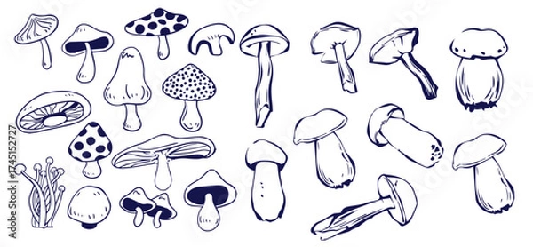 Fototapeta Outline mushrooms doodle big set. Fungi hand drawn sketch of various shapes and sizes isolated on white background