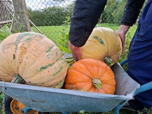 Fototapeta pumpkin and pumpkins