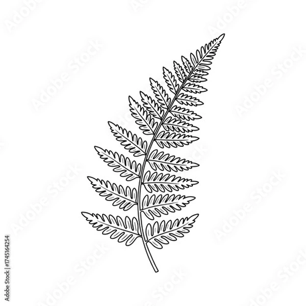 Fototapeta Fern leaf vector illustration in black outline style, simple minimalist botanical element on white