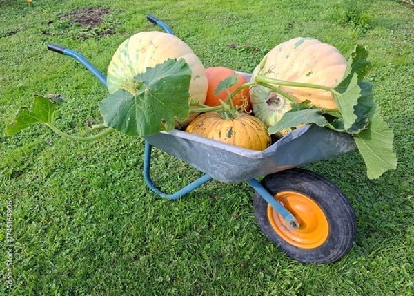 Fototapeta wheelbarrow with vegetables