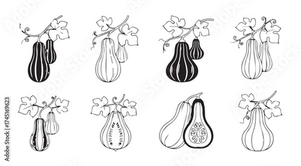 Fototapeta Collection of whimsical hand-drawn gourd and squash illustrations with delicate leafy accents vector