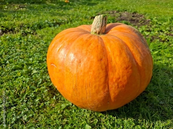 Fototapeta pumpkin on grass