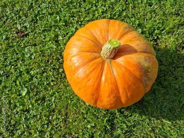 Fototapeta pumpkin on grass