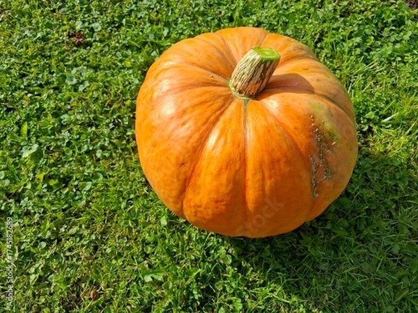 Fototapeta pumpkin on grass