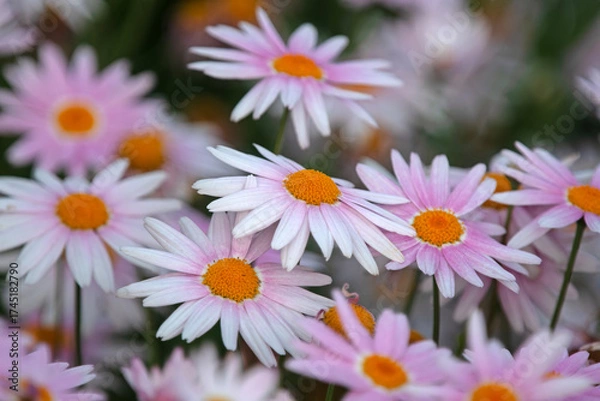 Obraz pink daisies in a garden