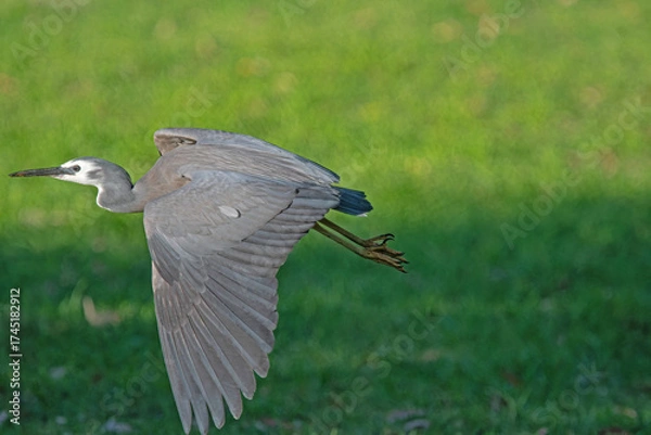 Obraz grey heron in flight