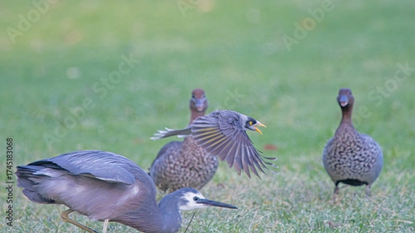 Obraz Noisy minor versus blue heron