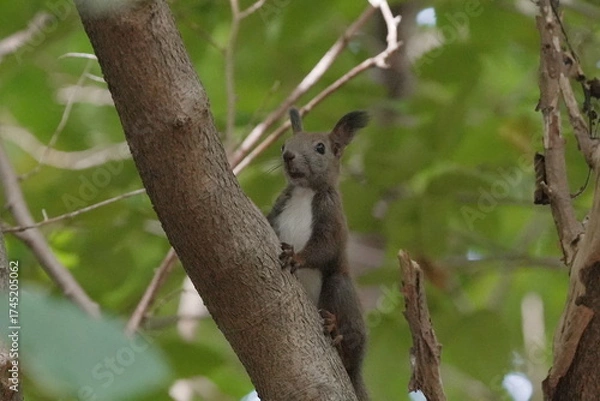 Fototapeta 木の上で休むエゾリス