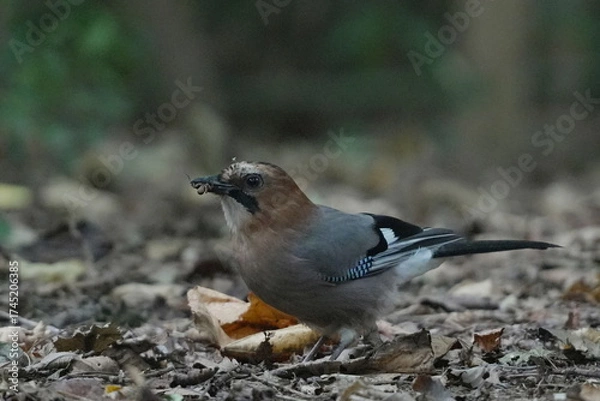 Fototapeta 地面に降りたミヤマカケス