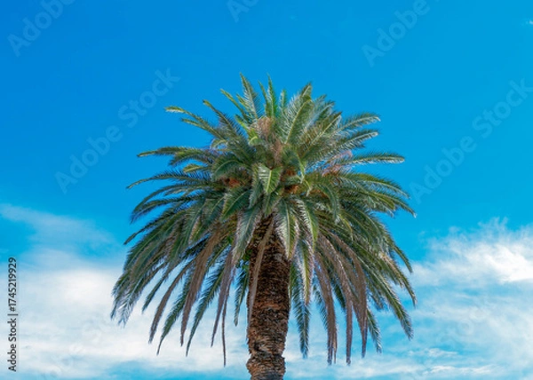 Fototapeta Tall palm tree standing against a clear blue sky with fluffy white clouds in a warm outdoor setting