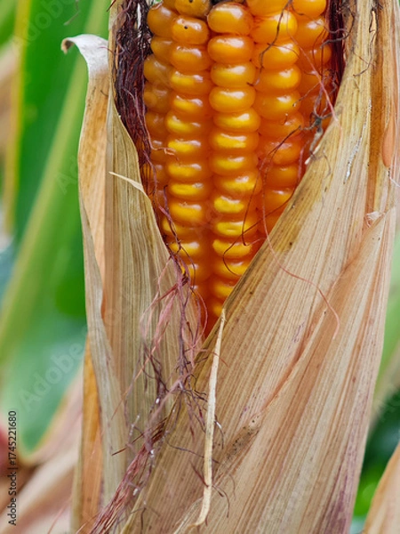 Fototapeta Fresh corn cob showing bright yellow kernels in a field during harvest season