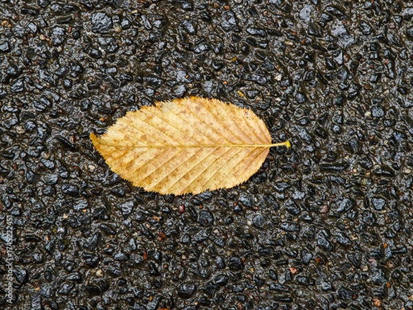 Fototapeta Golden leaf resting on wet asphalt during autumn, showcasing nature's beauty in a quiet moment