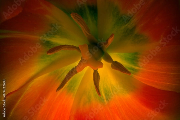 Fototapeta tulip
