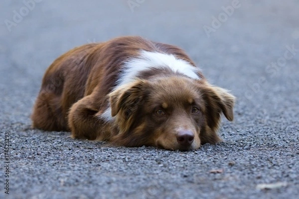 Fototapeta Australian Shepherd 