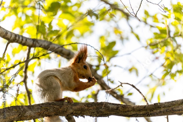 Fototapeta A cute squirrel Sciurus vulgaris sits on a tree branch, raising its paws with claws to its nose. The animal is captured from the side, with a blurred background of green and yellow leaves.