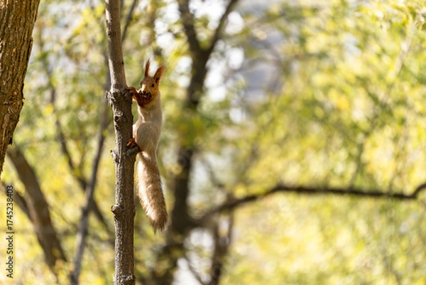 Fototapeta A cute squirrel Sciurus vulgaris climbing down a tree trunk in a sunny autumn forest. The squirrel is holding a nut in its paws and looking at the camera.