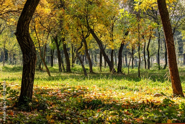 Fototapeta Sunny autumn day in a forest with yellow and green leaves on the trees and fallen leaves on the ground. The sunlight shines through the trees, creating a peaceful and serene atmosphere.